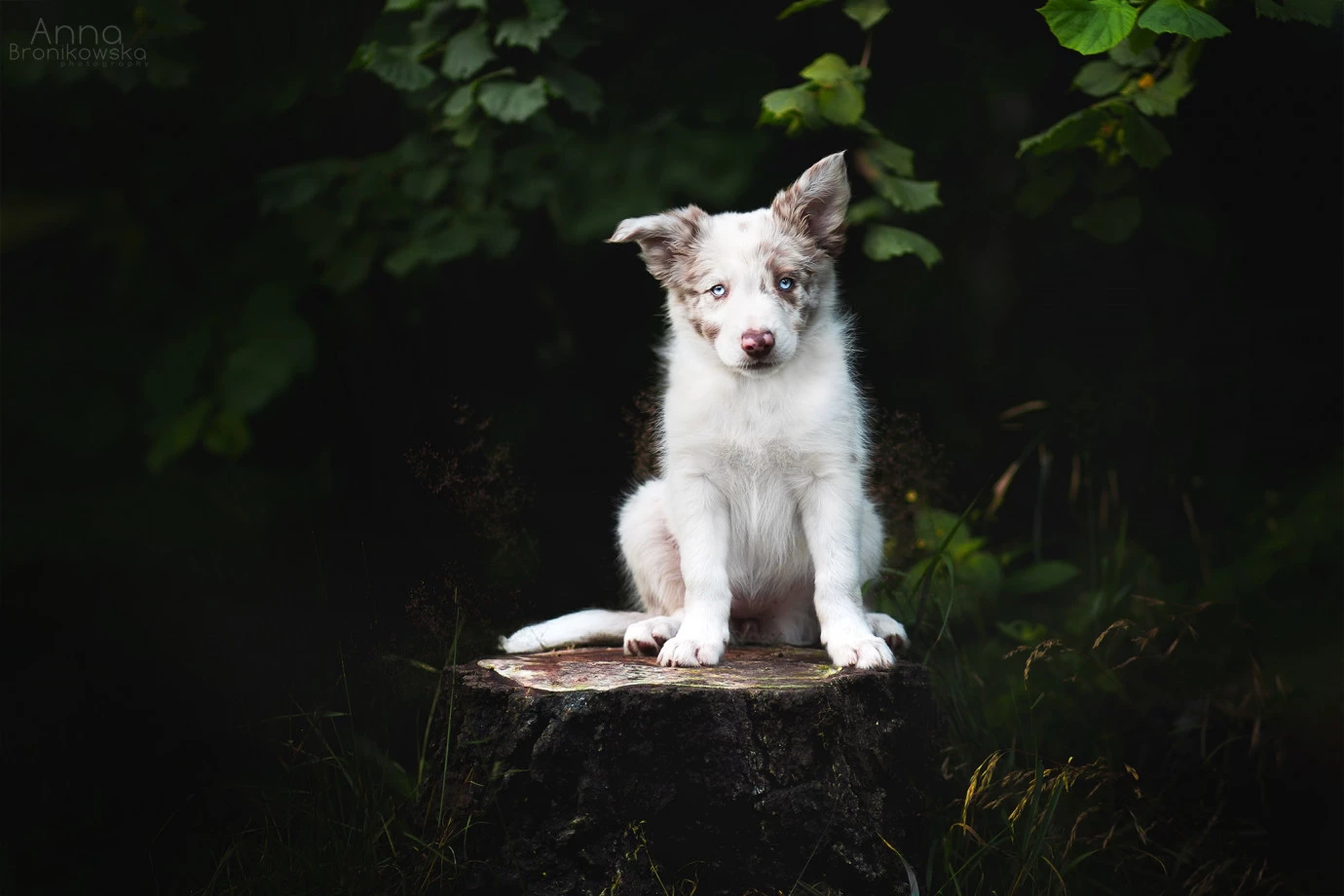 fotograf tarnowskie-gory huskana-fotografia portfolio zdjecia zwierzat sesja zdjeciowa konie psy koty