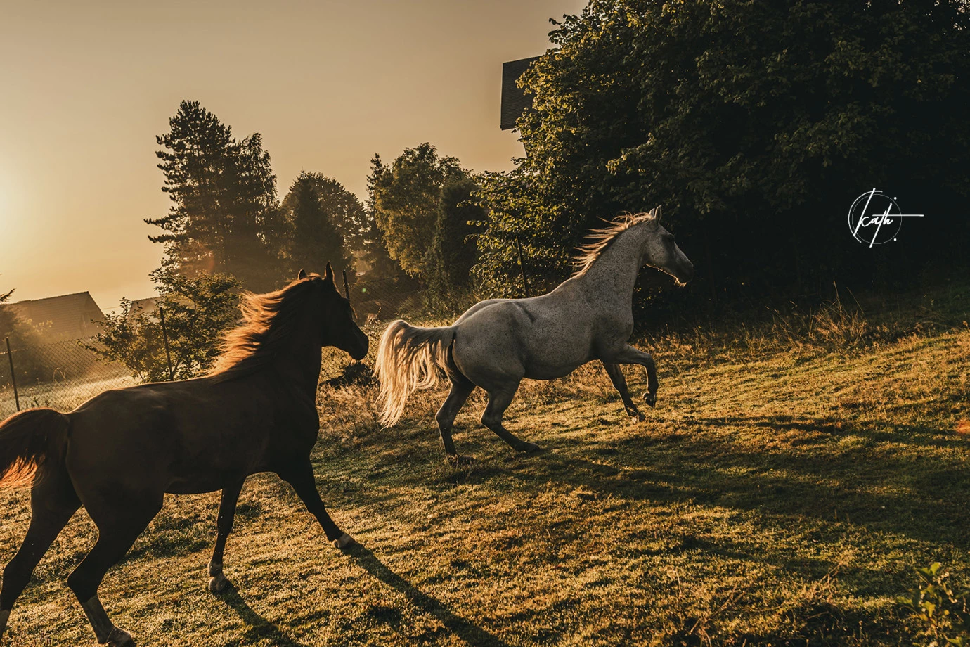 fotograf bielsko-biala katarzyna-szatkowska portfolio zdjecia zwierzat sesja zdjeciowa konie psy koty