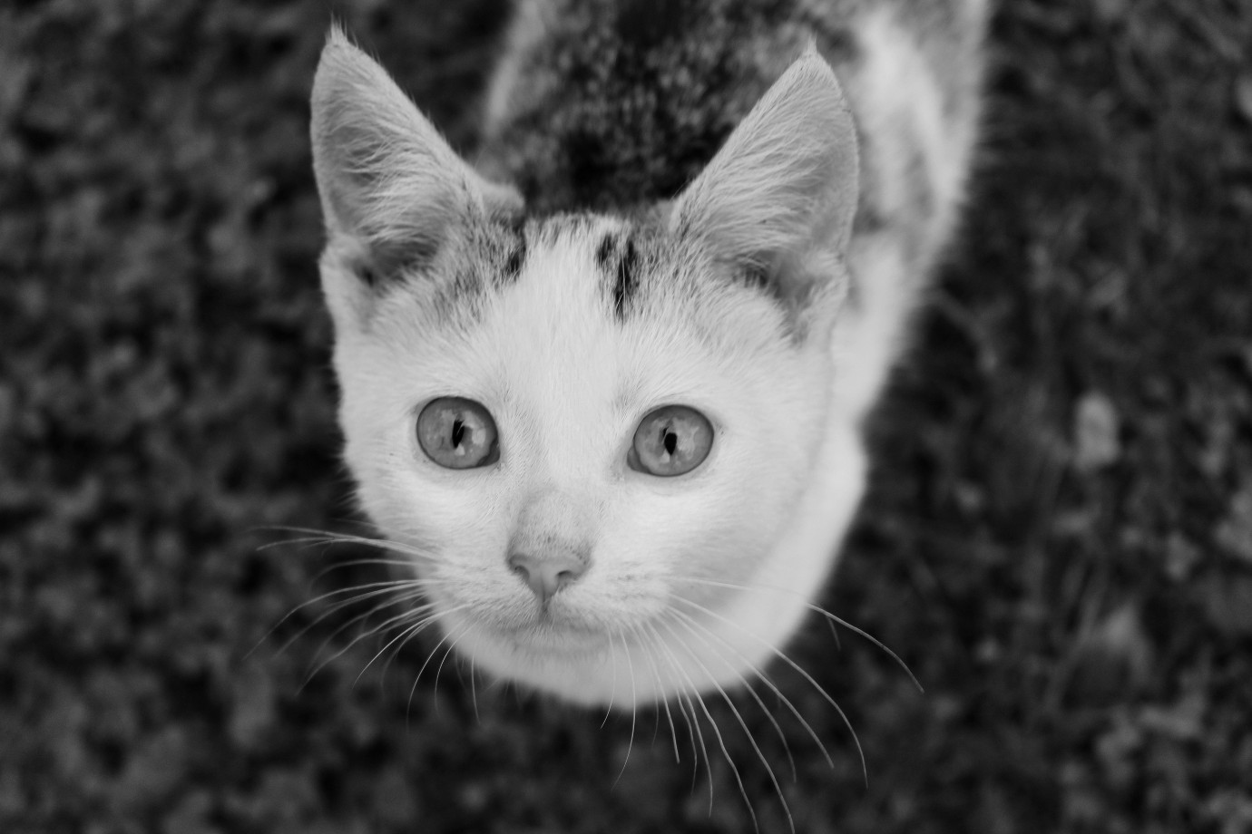 fotograf parczew milaphotography portfolio zdjecia zwierzat sesja zdjeciowa konie psy koty