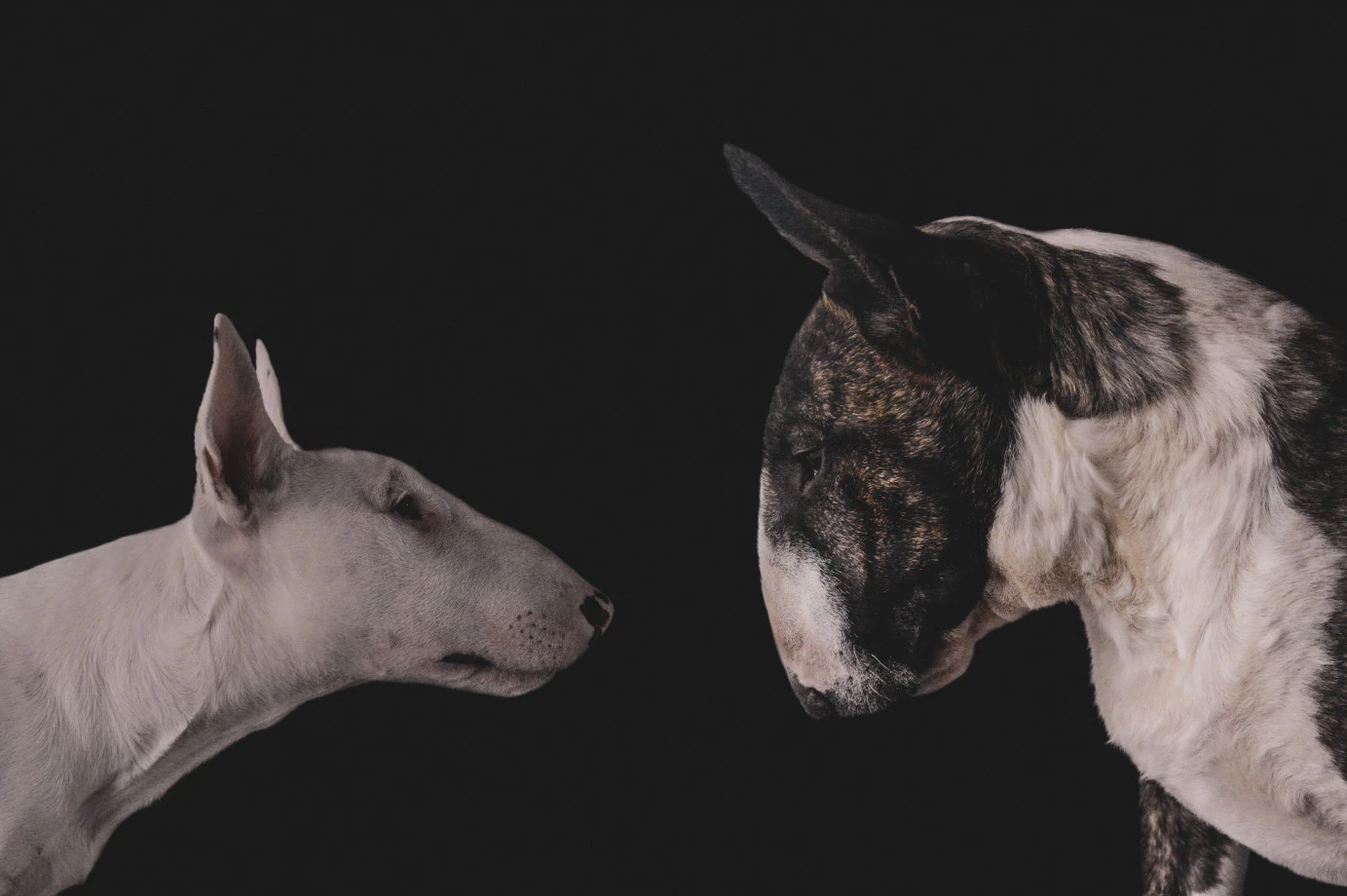 fotograf wroclaw norzalkiewiczph portfolio zdjecia zwierzat sesja zdjeciowa konie psy koty