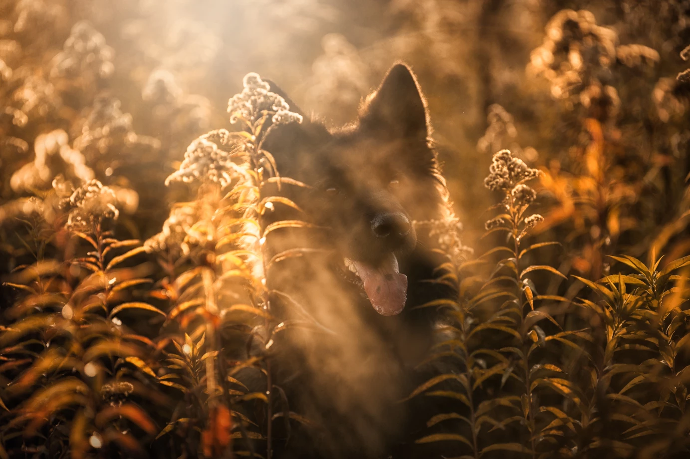 fotograf kielce anna-rzeszowska portfolio zdjecia zdjecia zwierzat sesja zdjeciowa konie psy koty