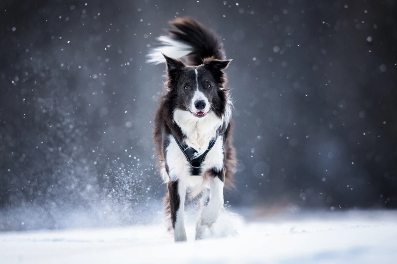 zdjęcia krakow fotograf filip-stefaniak portfolio zimowe sesje zdjeciowe zima snieg