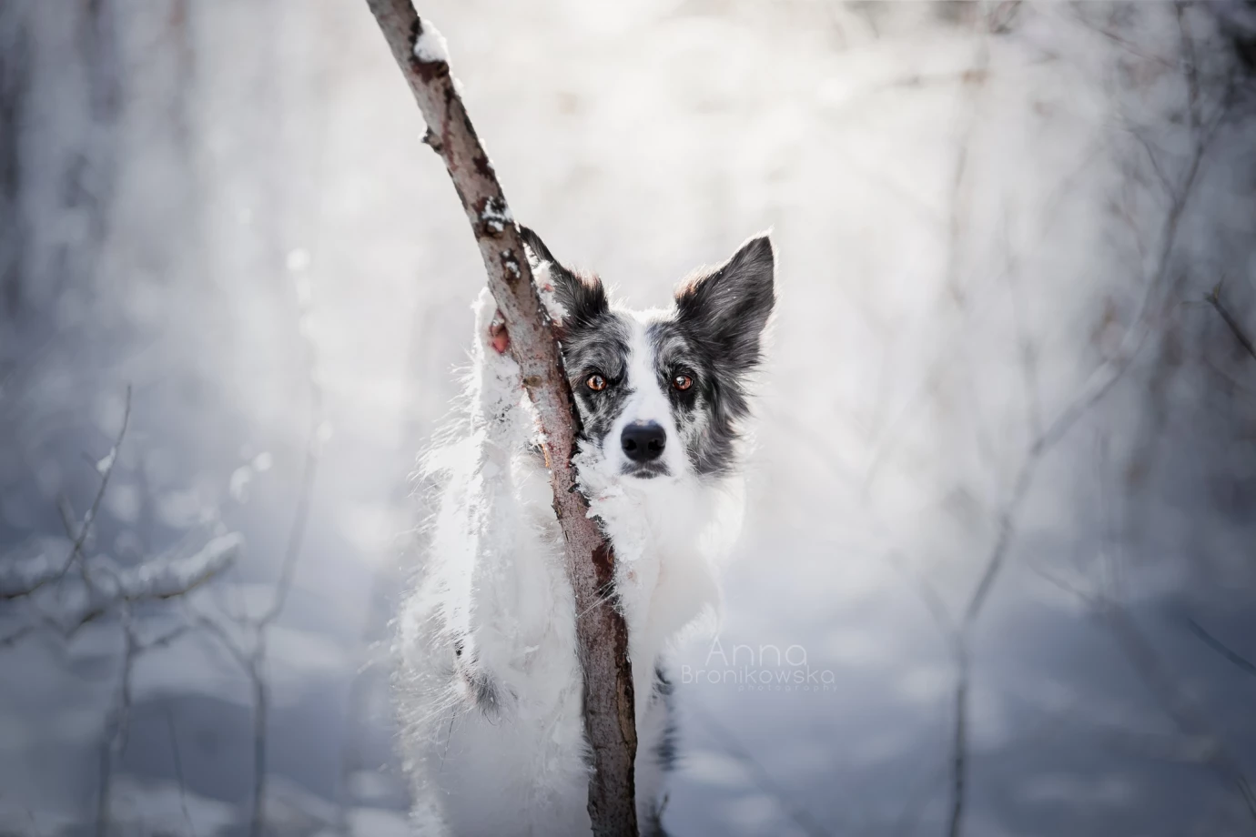 zdjęcia tarnowskie-gory fotograf huskana-fotografia portfolio zimowe sesje zdjeciowe zima snieg