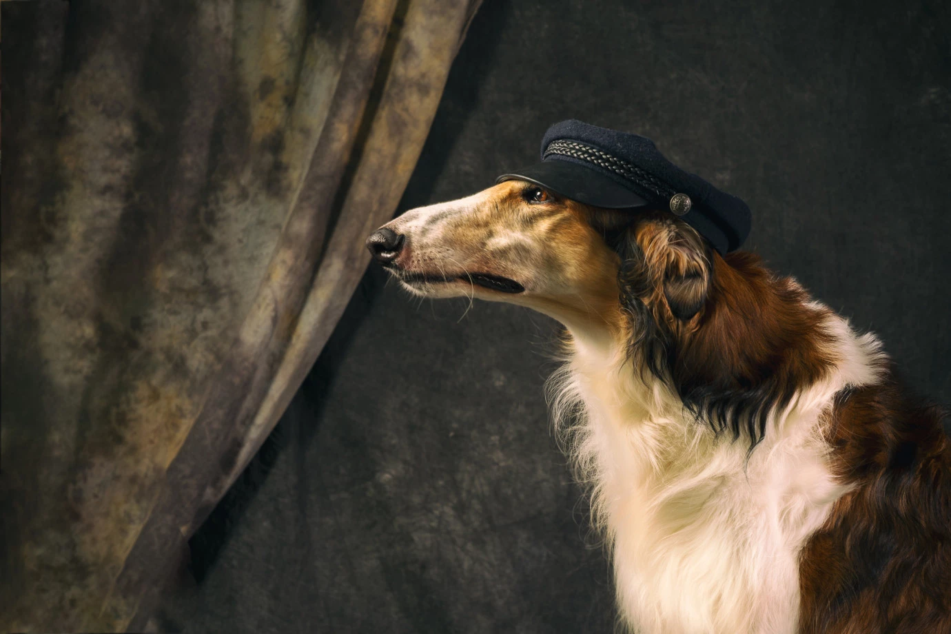 fotograf wroclaw inoinu portfolio zdjecia zdjecia zwierzat sesja zdjeciowa konie psy koty