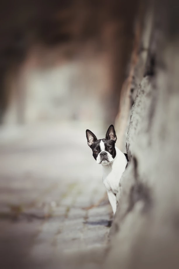 zdjęcia  fotograf monika-monk portfolio zdjecia zwierzat sesja zdjeciowa konie psy koty