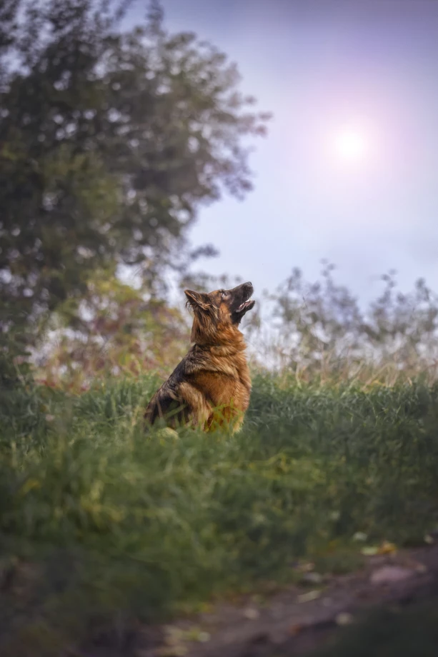 zdjęcia  fotograf second-life-by-magdalena-baner portfolio zdjecia zwierzat sesja zdjeciowa konie psy koty