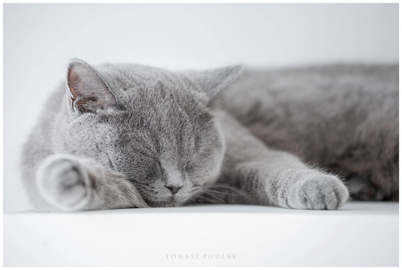 fotograf swarzedz tomasz-podlak-photography portfolio zdjecia zwierzat sesja zdjeciowa konie psy koty