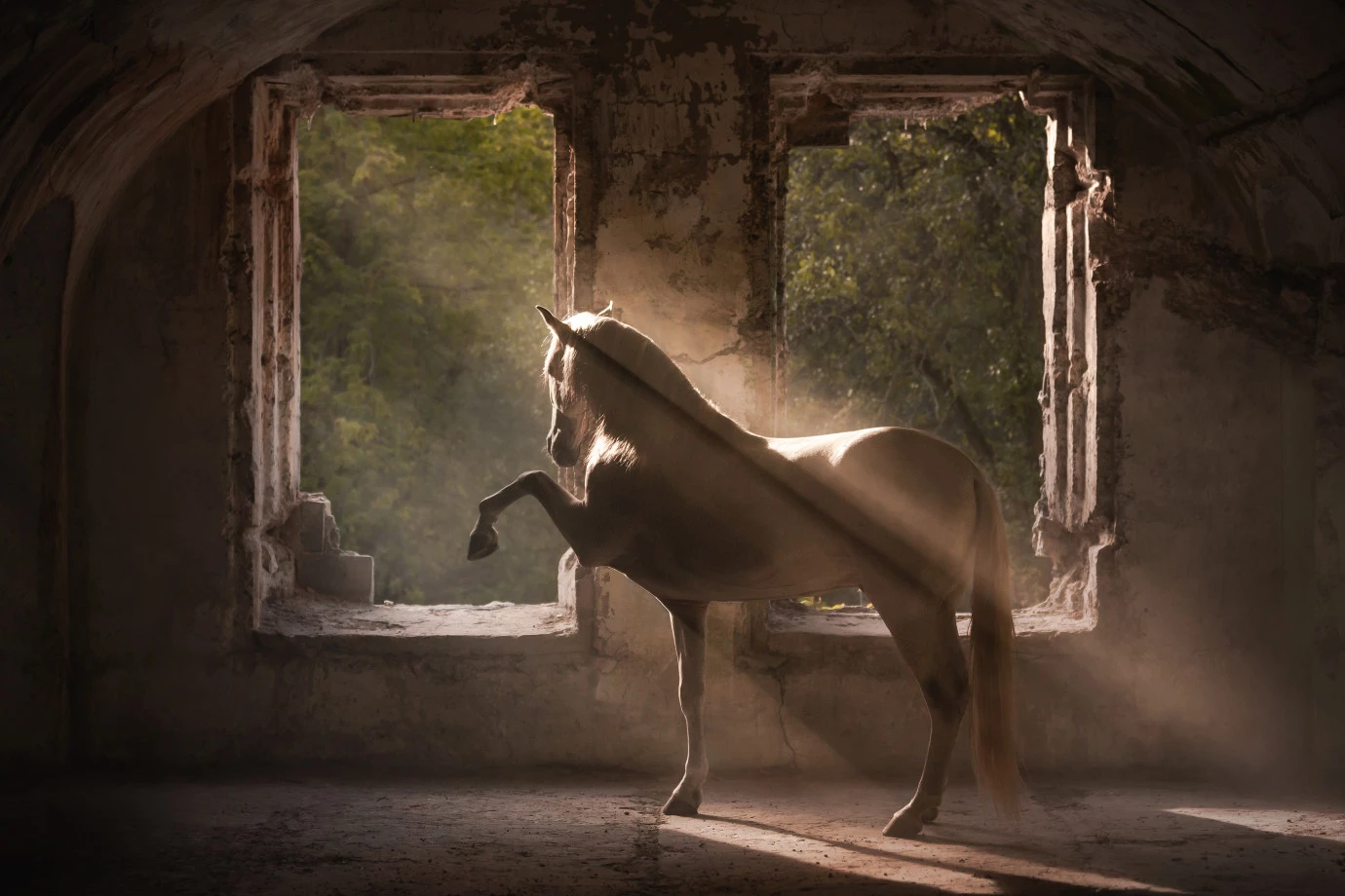 fotograf zielona-gora wnuku-robi-zdjecia portfolio zdjecia zdjecia zwierzat sesja zdjeciowa konie psy koty