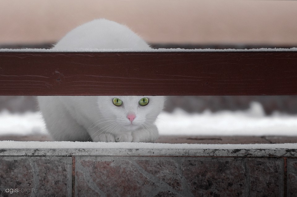 fotograf warszawa agnieszka portfolio zdjecia zwierzat sesja zdjeciowa konie psy koty