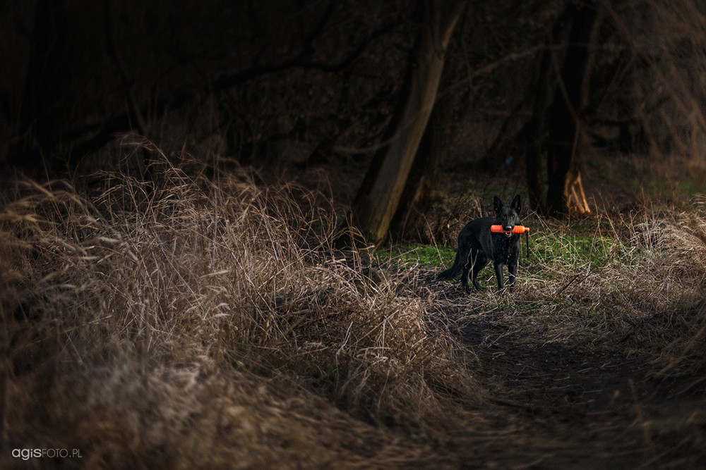 fotograf warszawa agnieszka portfolio zdjecia zwierzat sesja zdjeciowa konie psy koty