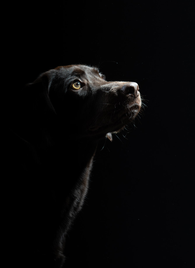 fotograf gdansk alicja-czarnecka portfolio zdjecia zwierzat sesja zdjeciowa konie psy koty