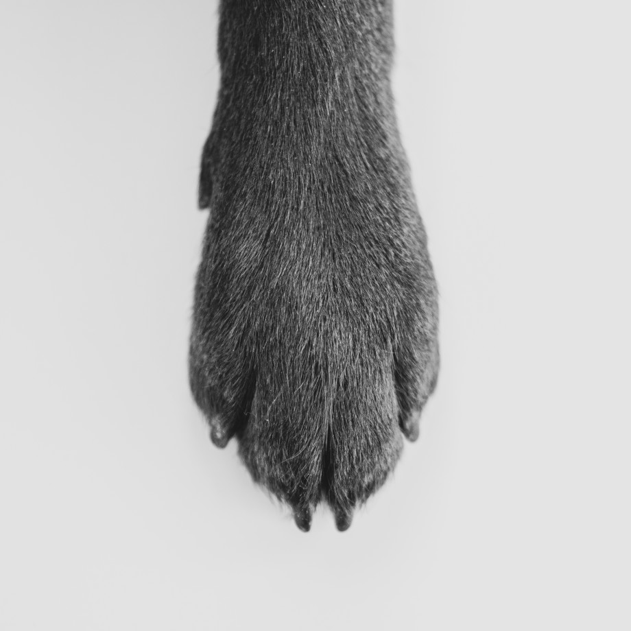 zdjęcia gdansk fotograf alicja-czarnecka portfolio zdjecia zwierzat sesja zdjeciowa konie psy koty