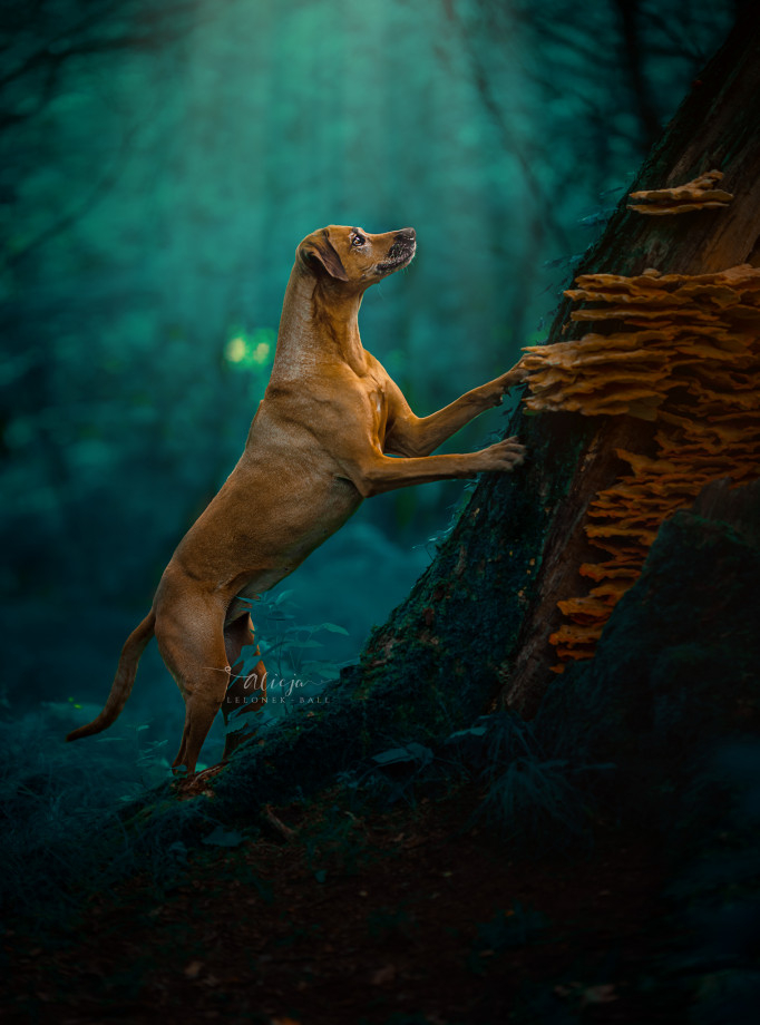 fotograf bedzin alicja-lelonek-ball portfolio zdjecia zwierzat sesja zdjeciowa konie psy koty