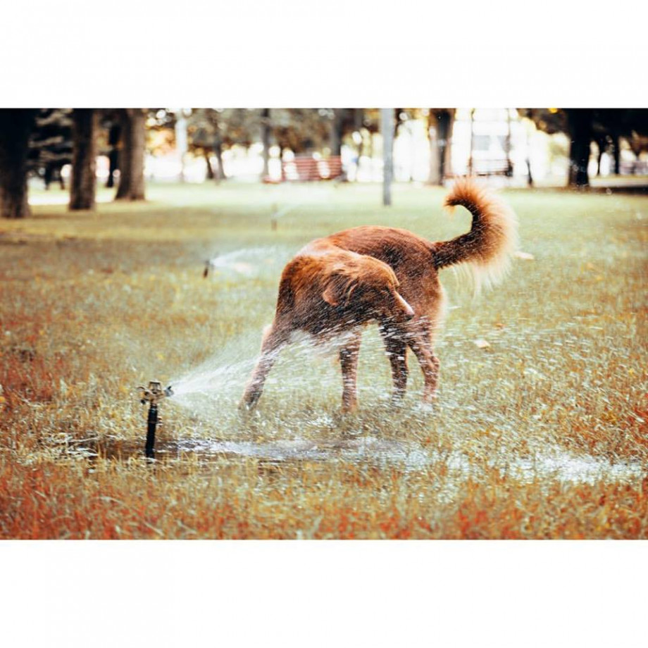 fotograf warszawa alyona-slostina portfolio zdjecia zwierzat sesja zdjeciowa konie psy koty