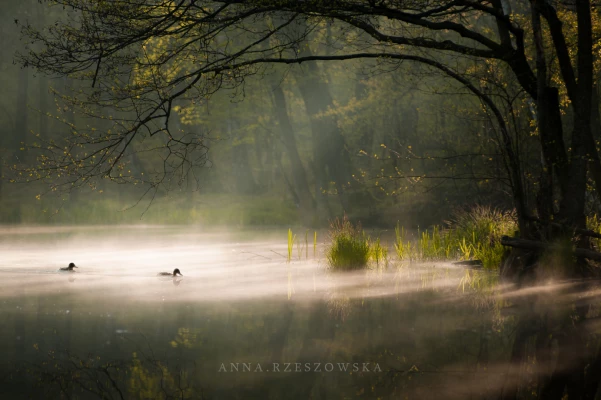 zdjecia  fotograf anna-rzeszowska portfolio fotografia-krajobrazowa wiosenne-sesje-zdjeciowe jezioro las natura mgla dzikie-kaczki