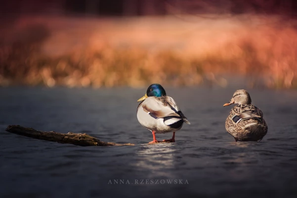 zdjecia  fotograf anna-rzeszowska portfolio zwierzat wiosenne-sesje-zdjeciowe park dzikie-kaczki ptaki wiosna