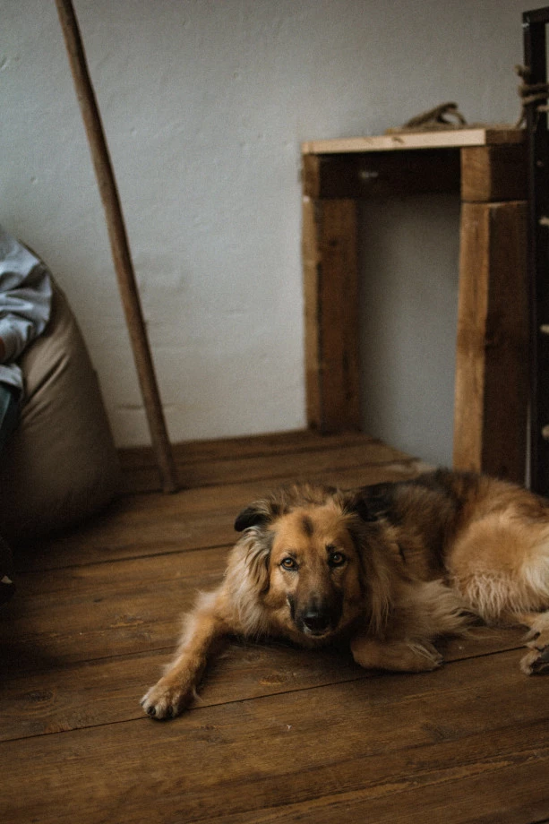 fotograf krakow dografka portfolio zdjecia zwierzat sesja zdjeciowa konie psy koty
