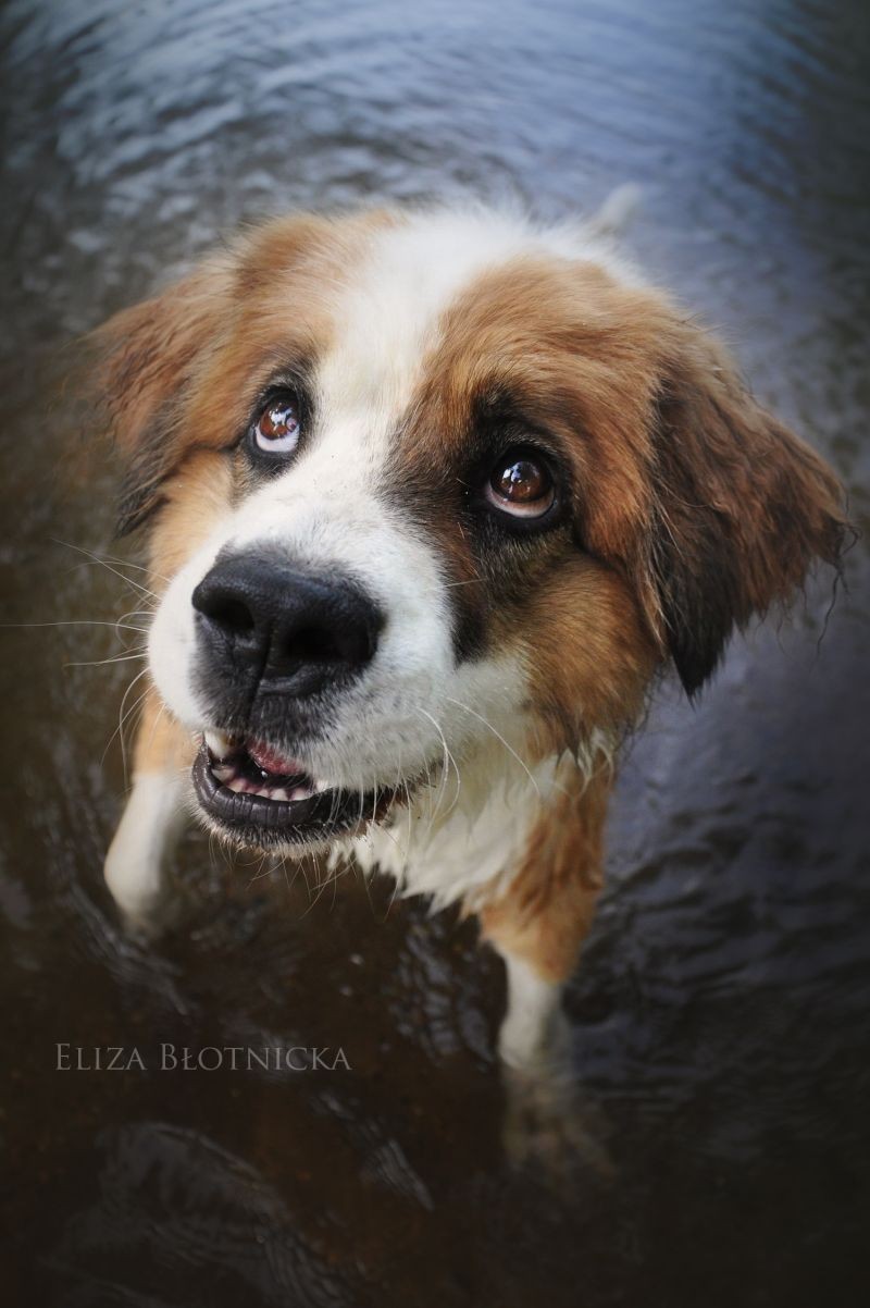 zdjęcia wroclaw fotograf eliza-blotnicka portfolio zdjecia zwierzat sesja zdjeciowa konie psy koty