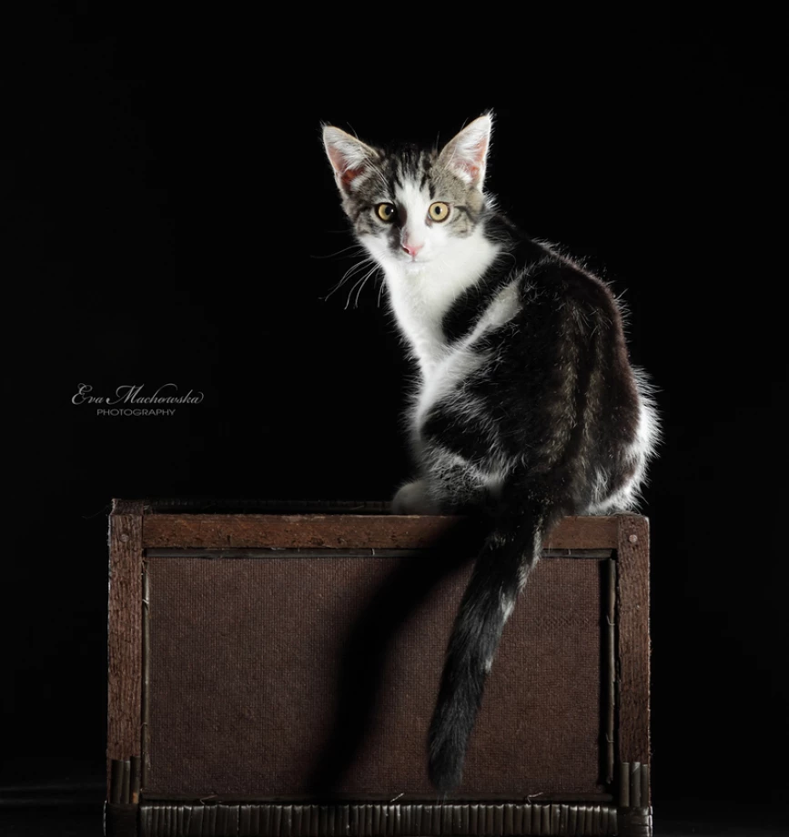 fotograf gdynia eva-machowska-photography portfolio zdjecia zwierzat sesja zdjeciowa konie psy koty
