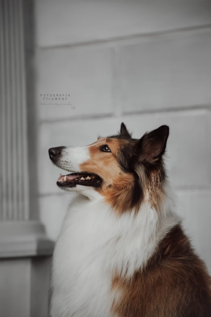 zdjecia kedzierzyn-kozle fotograf fotografia-filomeny-aleksandra-krzyzanowska portfolio zwierzat