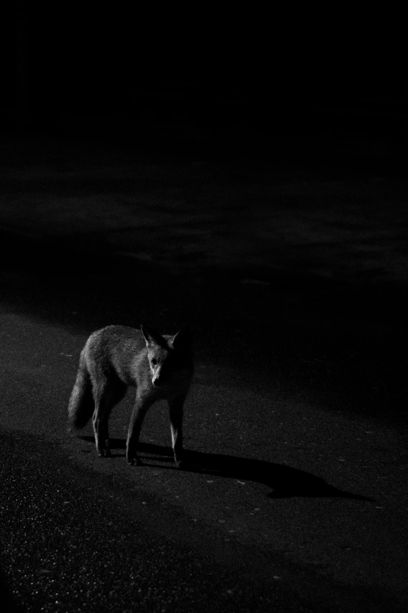 zdjecia poznan fotograf franciszek-augustyniak portfolio zwierzat