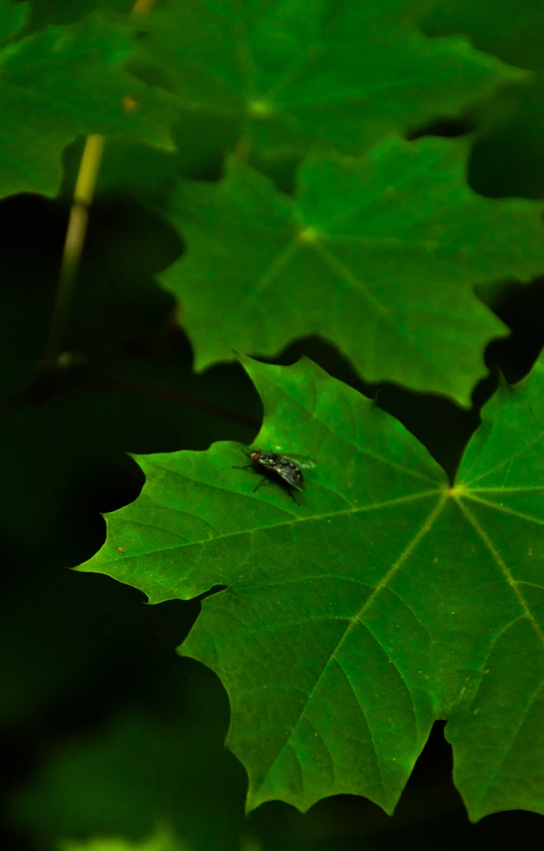 zdjęcia torun fotograf gotografia-md portfolio natura