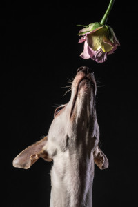 fotograf poznan inoinu portfolio zdjecia zwierzat sesja zdjeciowa psy koty