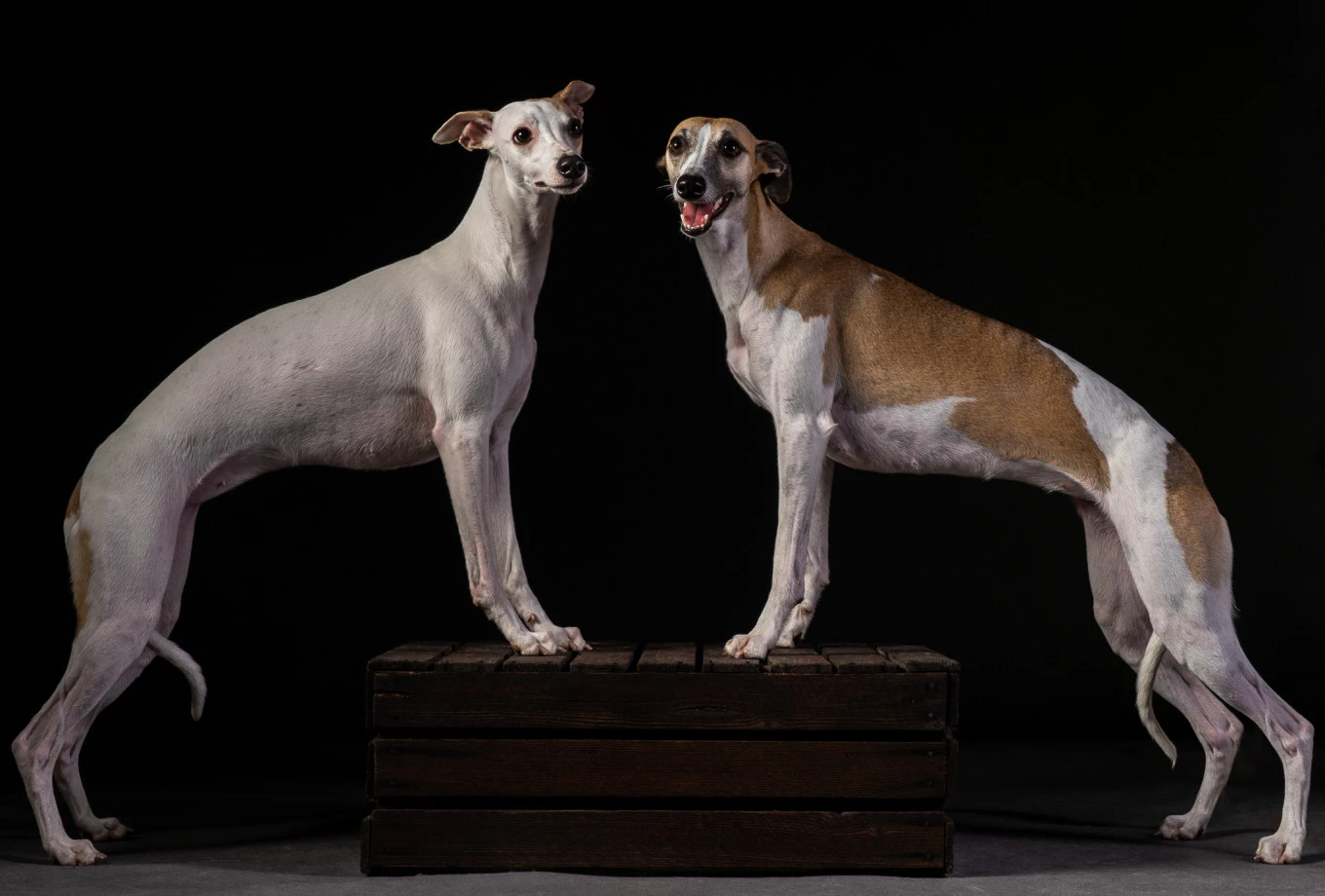 fotograf wroclaw inoinu portfolio zdjecia zdjecia zwierzat sesja zdjeciowa konie psy koty