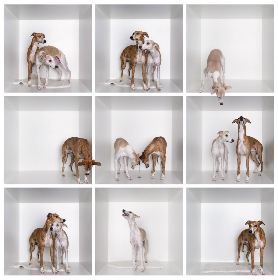 fotograf poznan inoinu portfolio zdjecia zwierzat sesja zdjeciowa konie psy koty