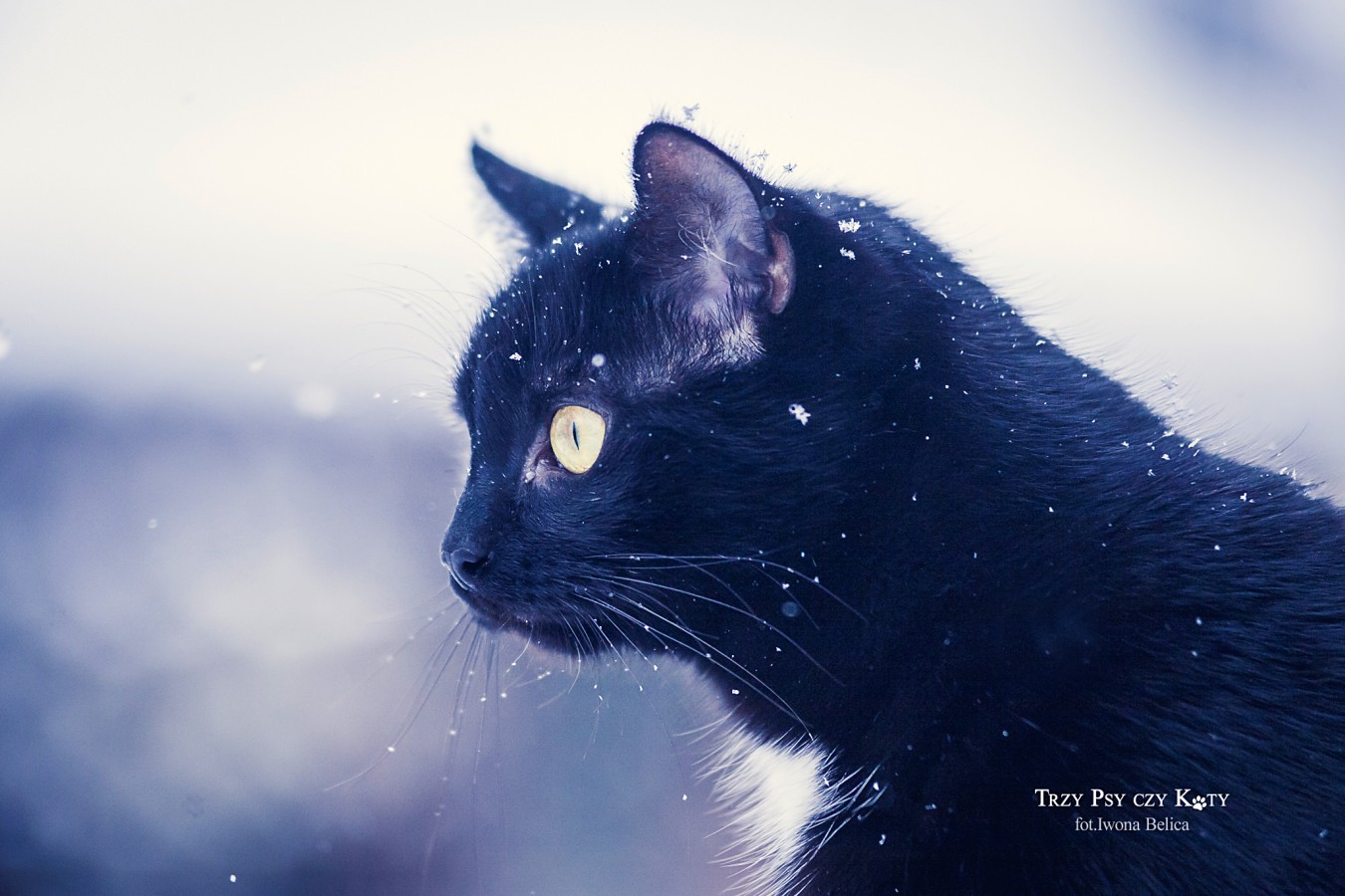 fotograf lodz iwona-belica portfolio zdjecia zwierzat sesja zdjeciowa konie psy koty