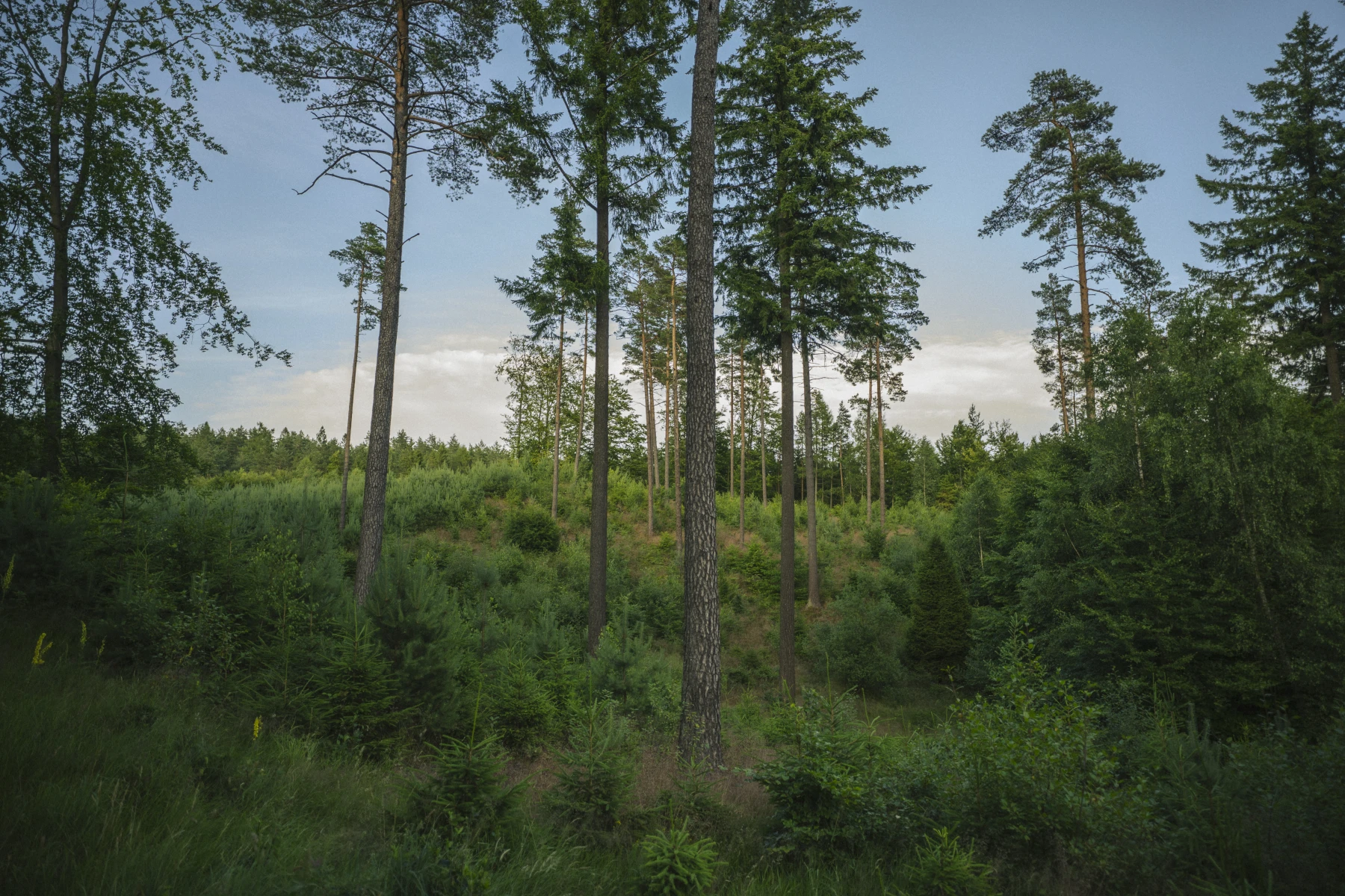 zdjęcia trojmiasto fotograf kacper-sowinski portfolio fotografia-krajobrazowa