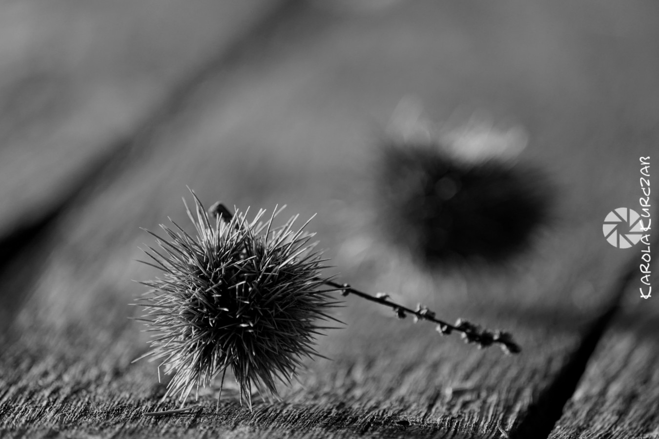 zdjecia bad-saeckingen fotograf karola-kurczab portfolio black-and-white