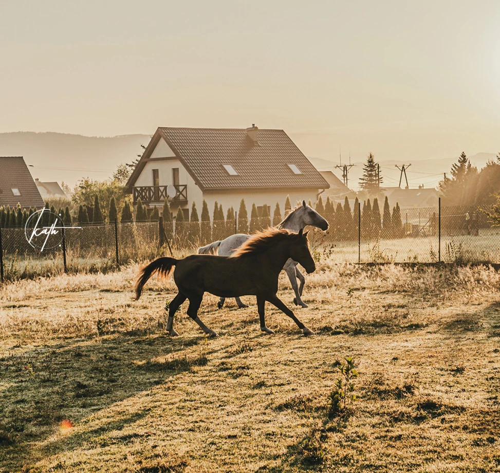 fotograf bielsko-biala katarzyna-szatkowska portfolio zdjecia zwierzat sesja zdjeciowa konie psy koty