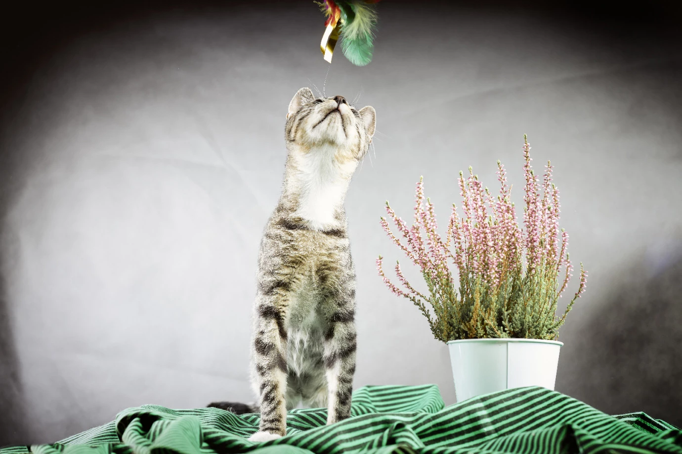 zdjęcia pelplin fotograf keenys-studio portfolio zdjecia zwierzat sesja zdjeciowa konie psy koty