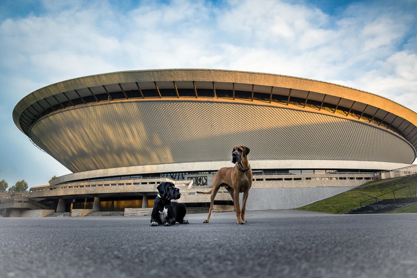 zdjecia katowice fotograf lilianna-janicka-fotografia-artystyczna portfolio zwierzat