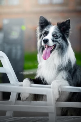 zdjecia  fotograf malgorzata-szyfman-fotografia portfolio zwierzat pies sesja-z-psem rasa-psa miesozerne pies-do-towarzystwa grupa-sportowa border-collie pies-pasterski