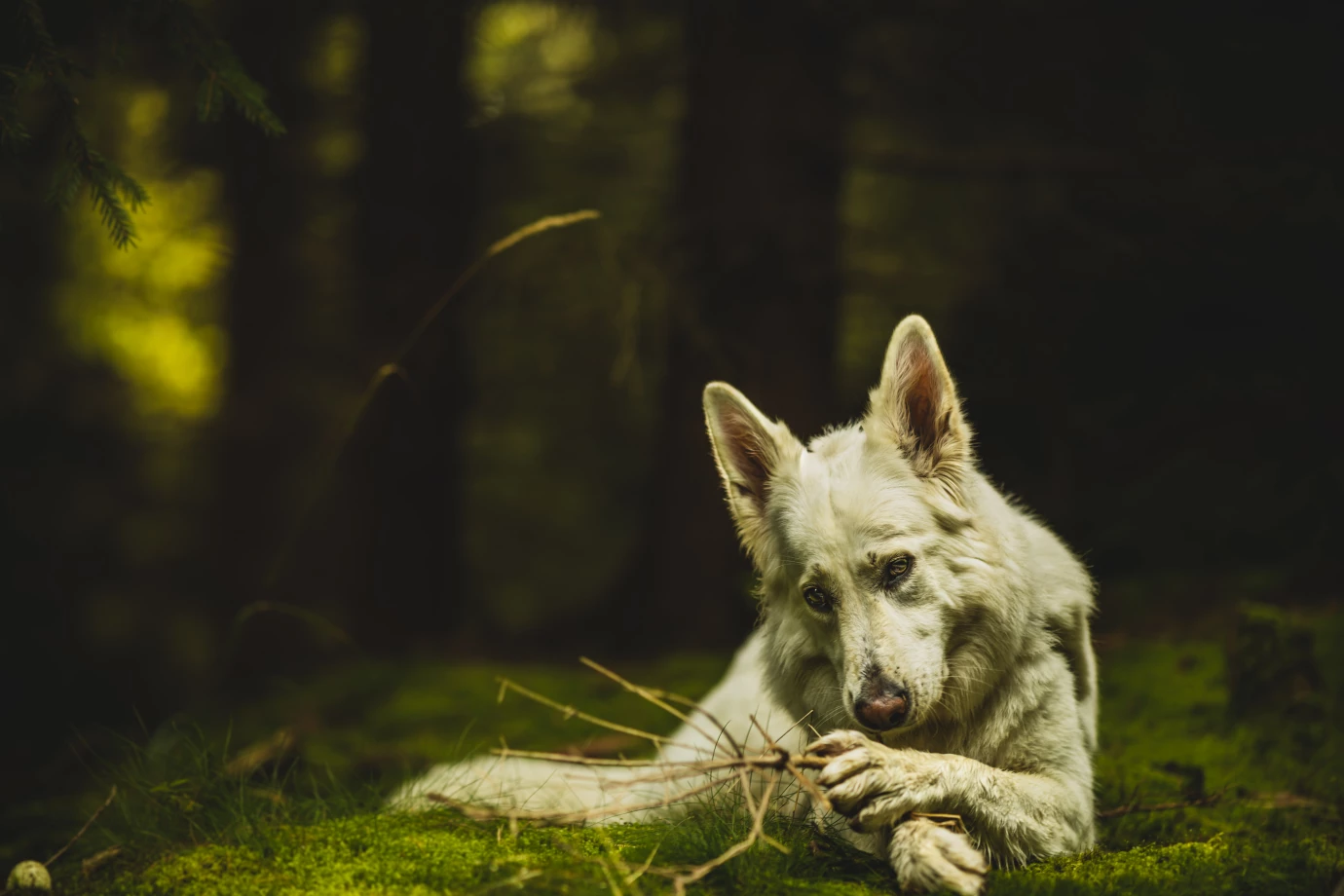 zdjęcia strzelin fotograf marcin-baginski-swiatlosila portfolio zwierzat