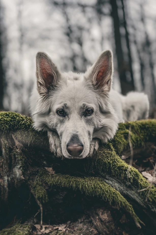 zdjęcia strzelin fotograf marcin-baginski-swiatlosila portfolio zwierzat