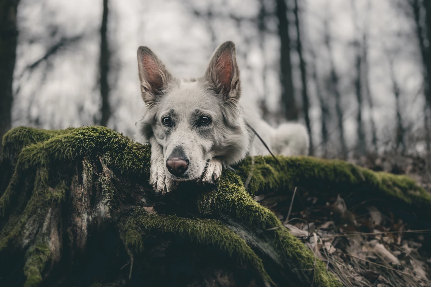 zdjęcia strzelin fotograf marcin-baginski-swiatlosila portfolio zwierzat