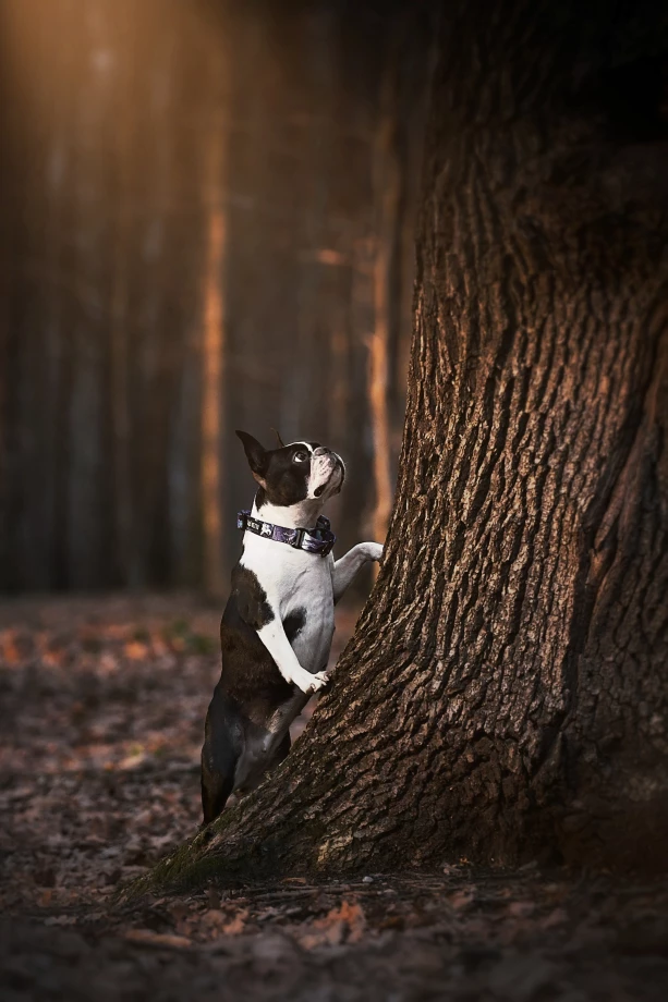 fotograf  monika-monk portfolio zdjecia zwierzat sesja zdjeciowa konie psy koty