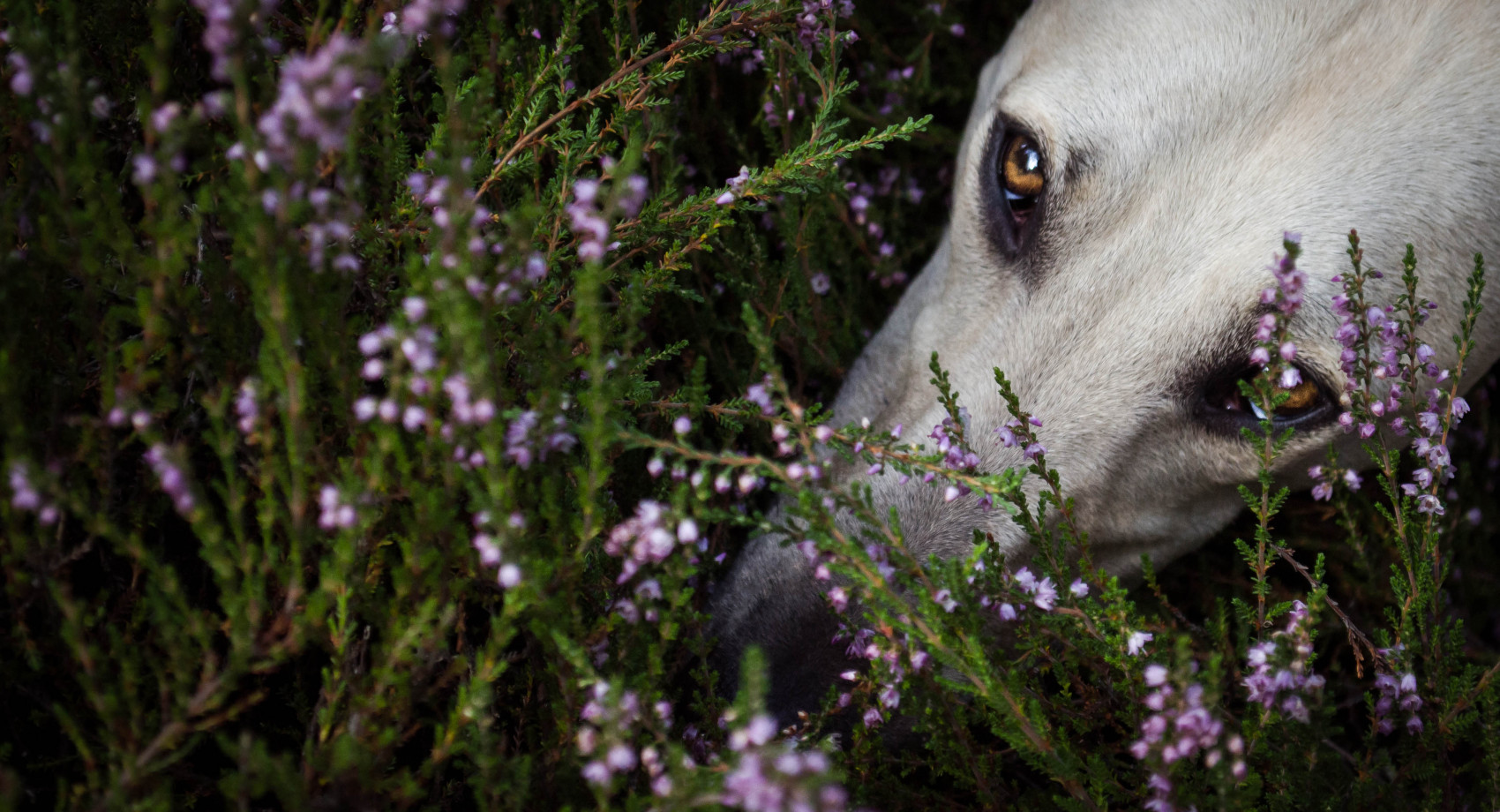 fotograf lodz natalia-milcarz portfolio zdjecia zwierzat sesja zdjeciowa konie psy koty