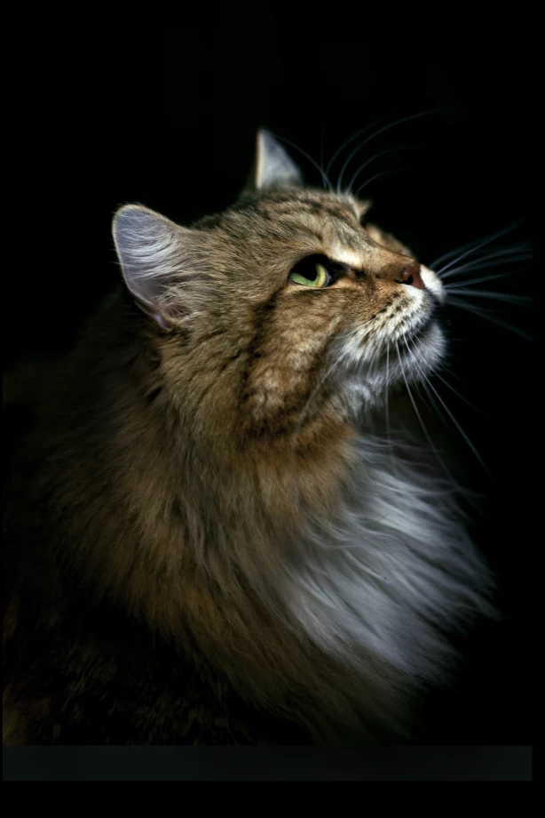 fotograf szczecin nokturn-studio portfolio zdjecia zwierzat sesja zdjeciowa konie psy koty