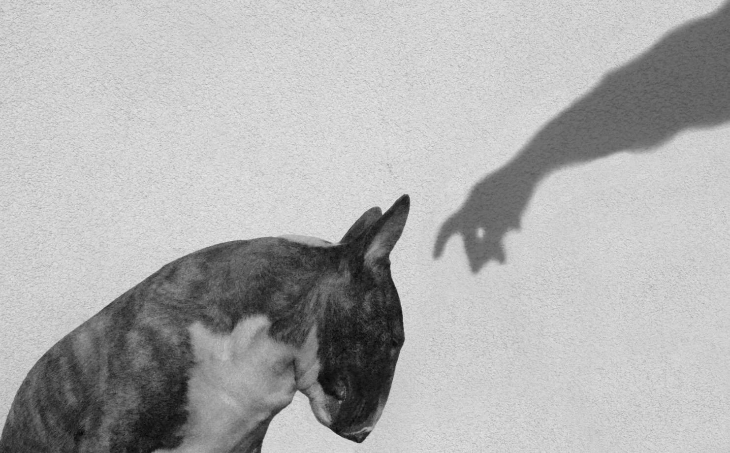 fotograf wroclaw norzalkiewiczph portfolio zdjecia zwierzat sesja zdjeciowa konie psy koty