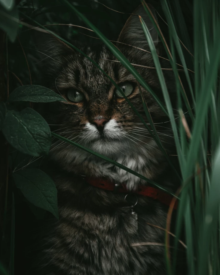 fotograf poznan pawel-kozlowski portfolio zdjecia zwierzat sesja zdjeciowa konie psy koty