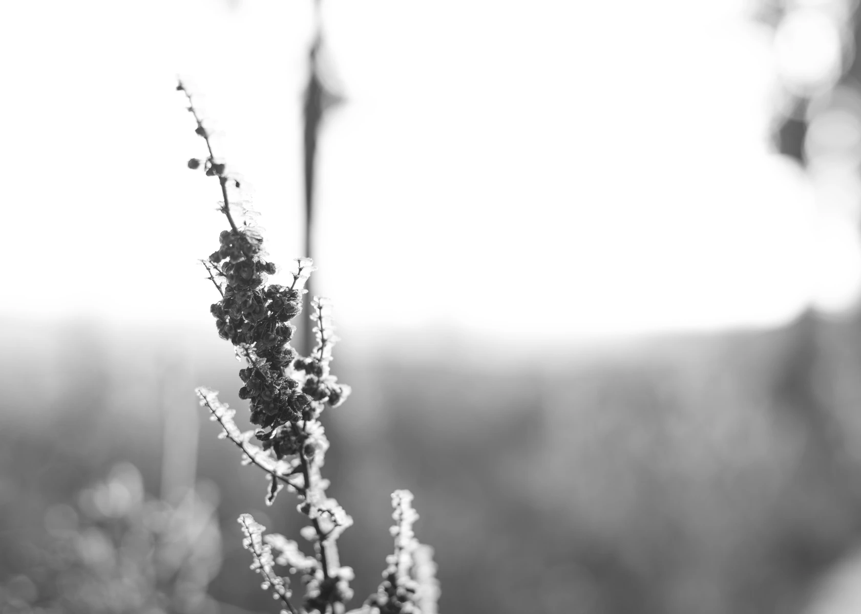 zdjecia przasnysz fotograf piotr-paczynski portfolio black-and-white