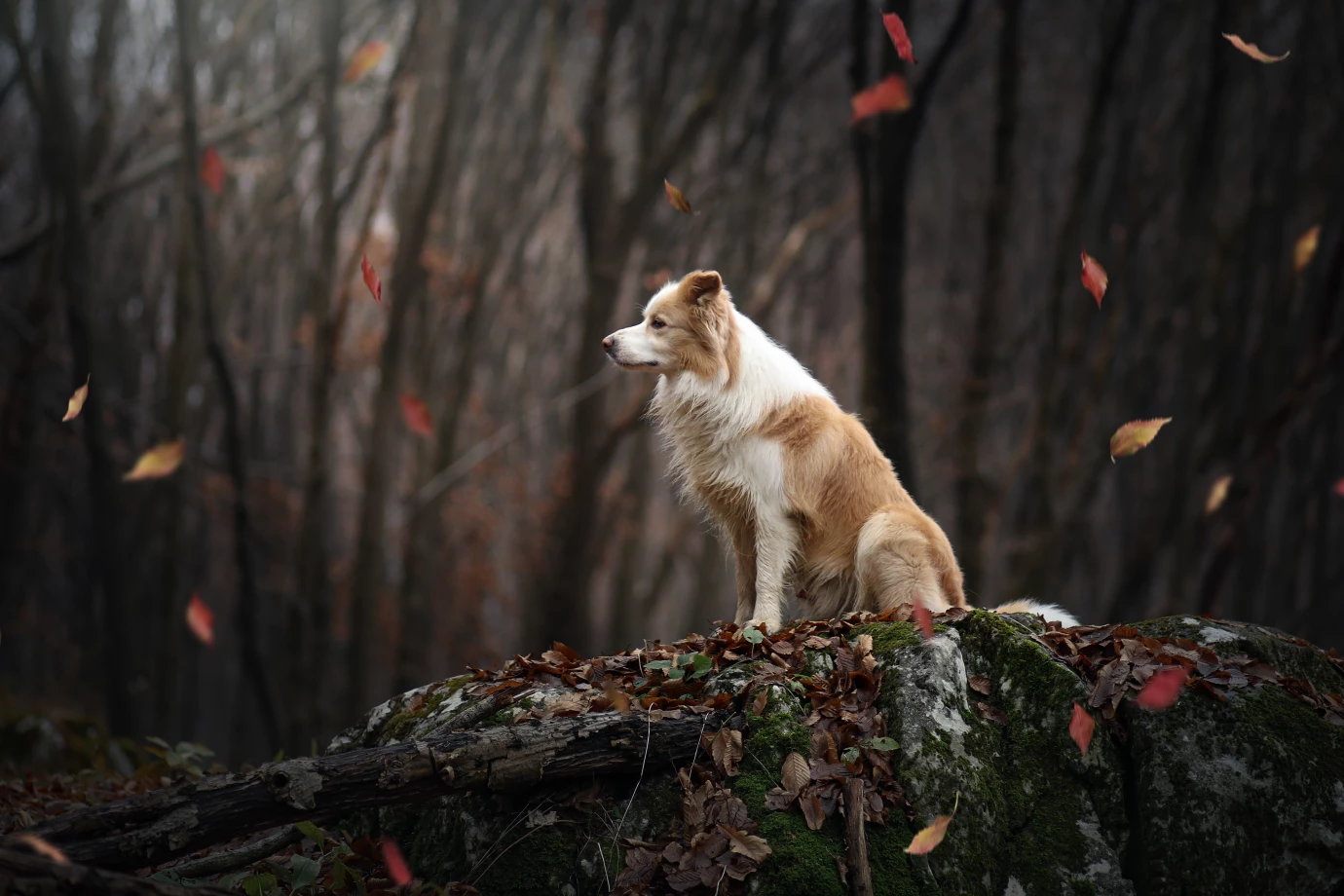 fotograf krakow polazhu portfolio zdjecia zwierzat sesja zdjeciowa konie psy koty