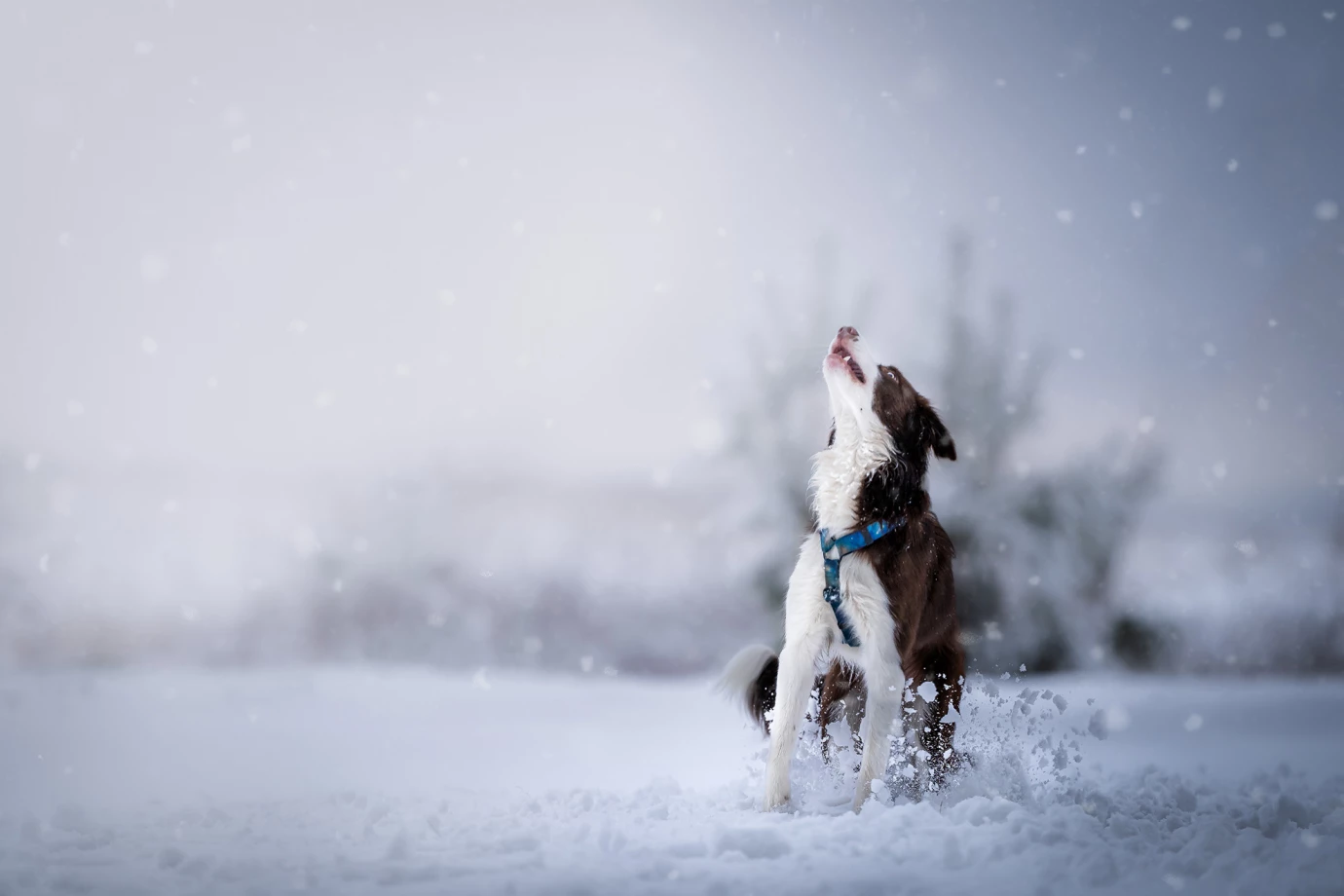 zdjęcia bielsko-biala-i-okolice fotograf przemyslaw-kacprzak portfolio zimowe sesje zdjeciowe zima snieg