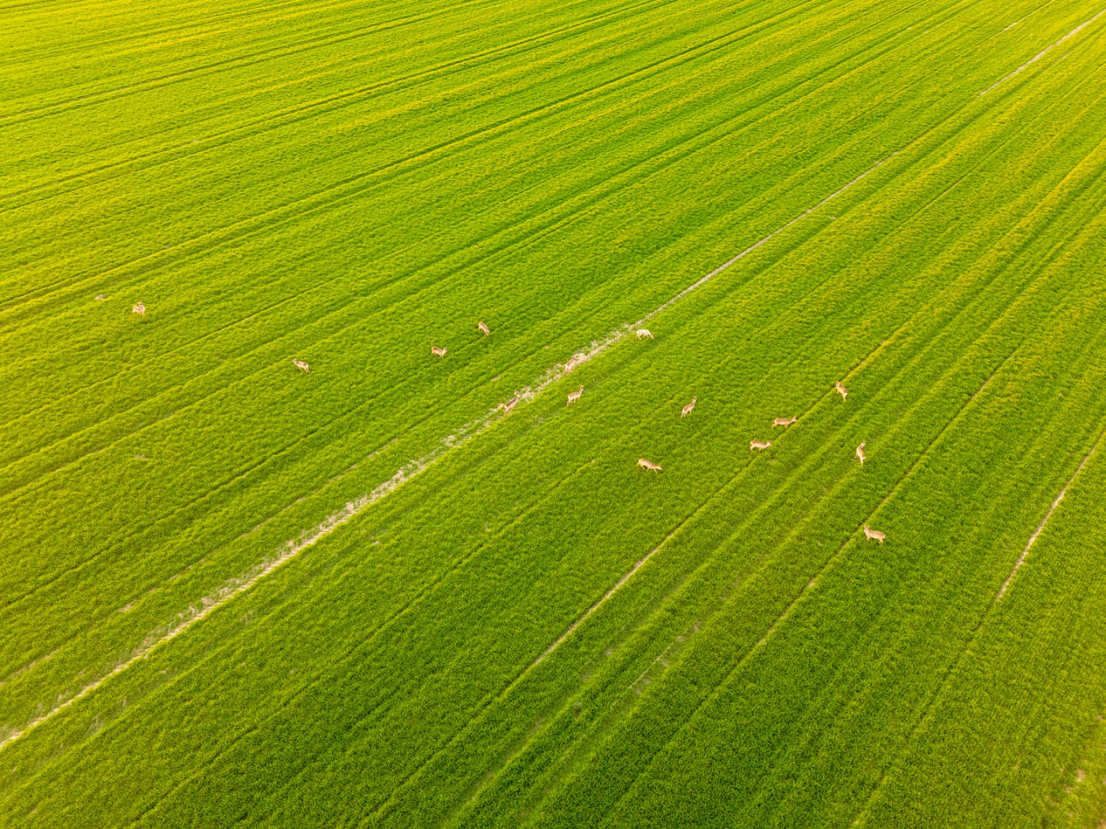 zdjecia tomaszow-mazowiecki fotograf studio-jaskrawo portfolio fotografia-dronowa-zdjecia-z-drona