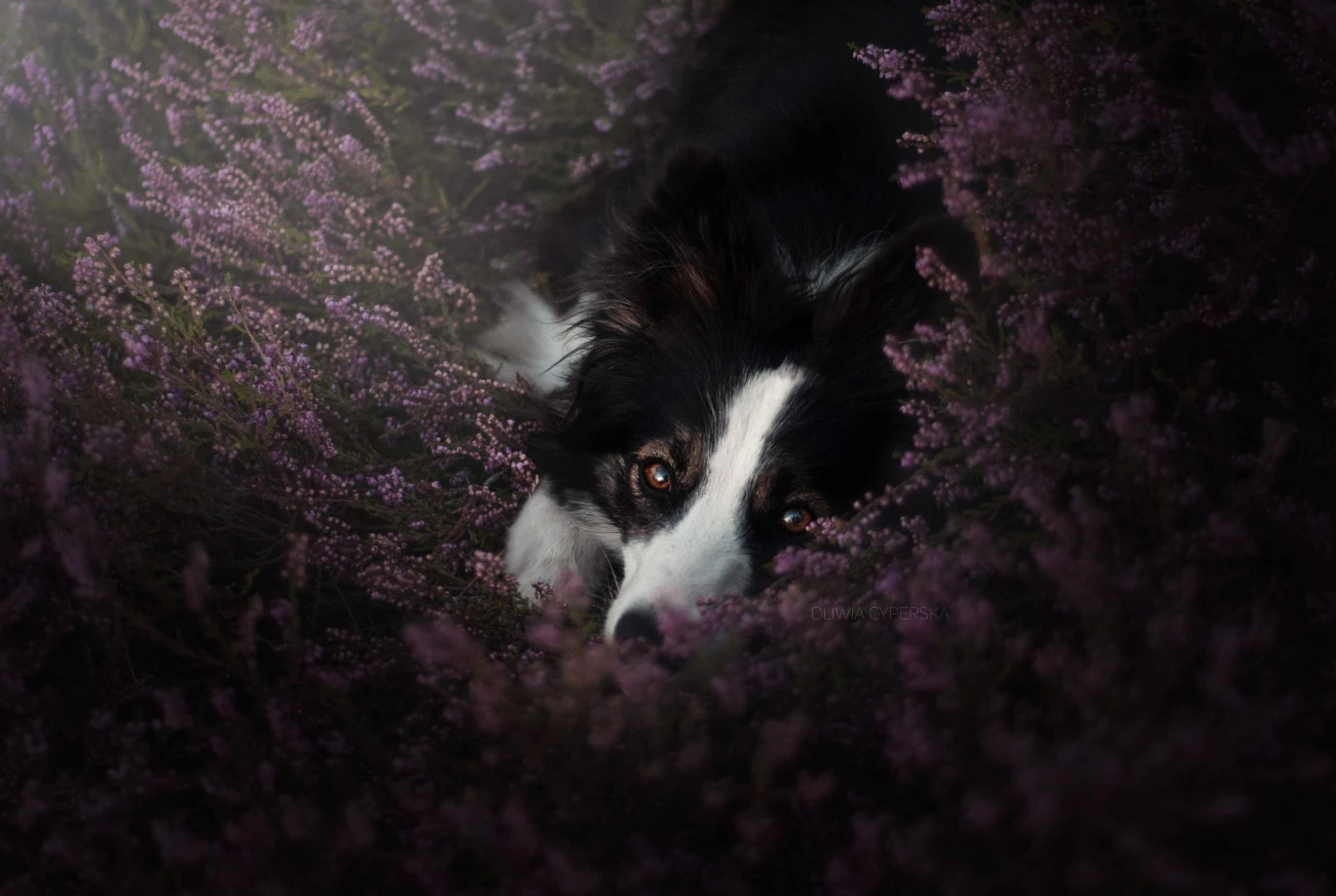 fotograf kartuzy zira-photo portfolio zdjecia zwierzat sesja zdjeciowa konie psy koty