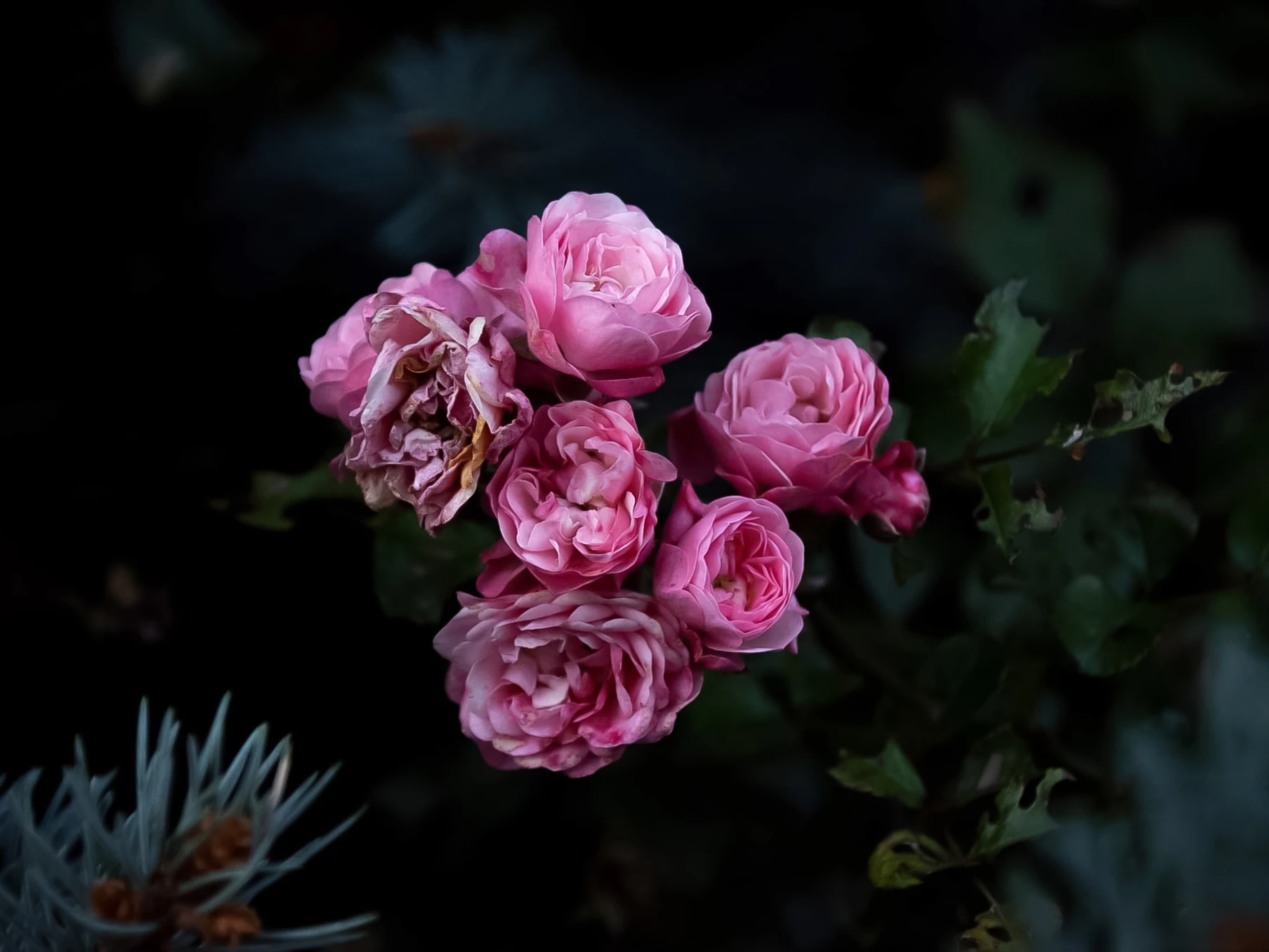 portfolio zdjecia znany fotograf klaudia-jederko-photoart
